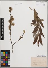 Foto von Salix cinerea L. x Salix viminalis L.